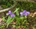 Virginia Spiderwort, Tradescantia subaspera